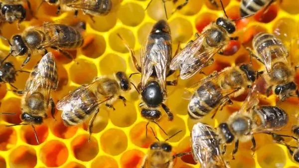 Os temas de Biologia mais pedidos na Fuvest e Unicamp