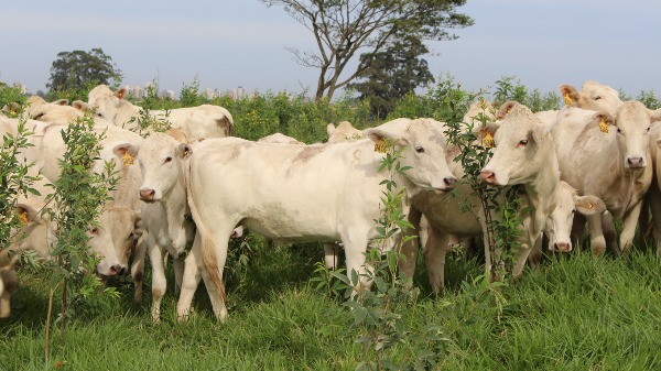 Pecuaristas da região de Ribeirão Preto tem vendas de gado afetadas por tarifa de Donal Trump