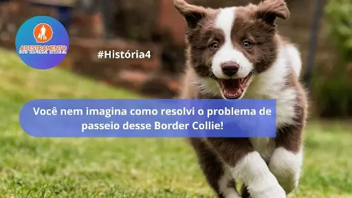 Voce nem imagina como resolvi o problema de passeio desse Border Collie! - #Historia4