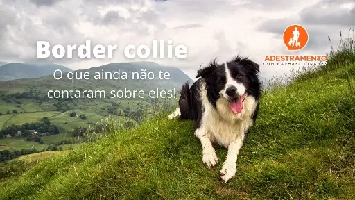 Border collie - O que ainda não te contaram sobre eles!