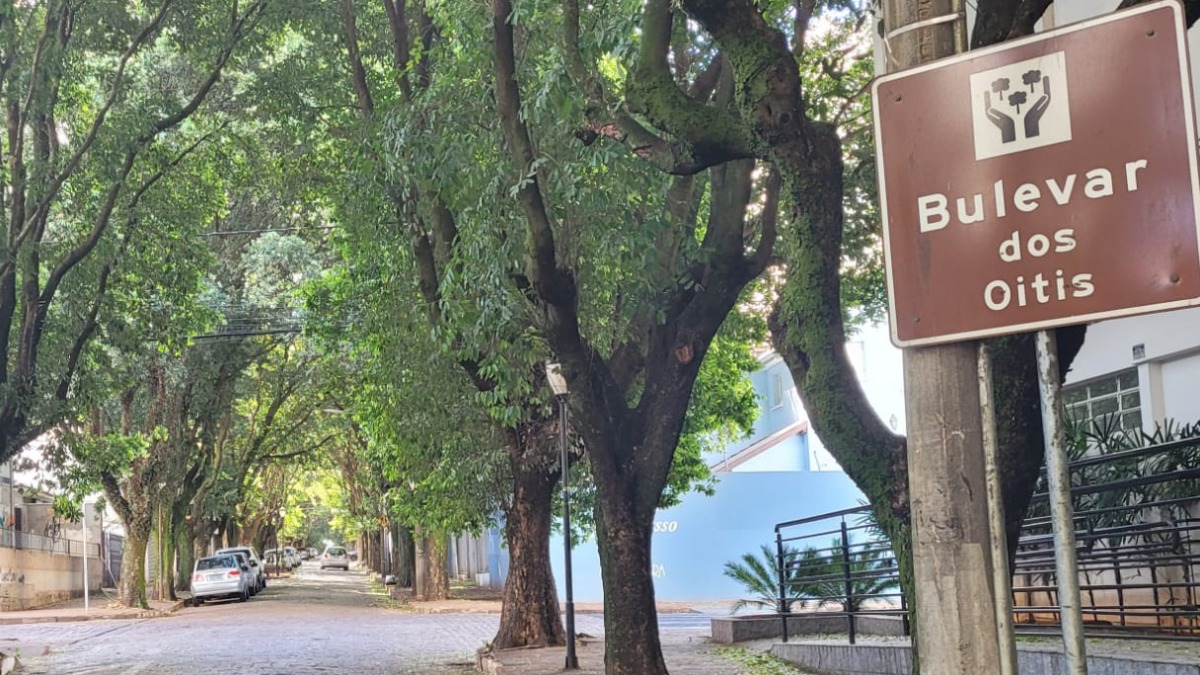 Boulevard dos Oitis: a história da rua mais arborizada de Araraquara
