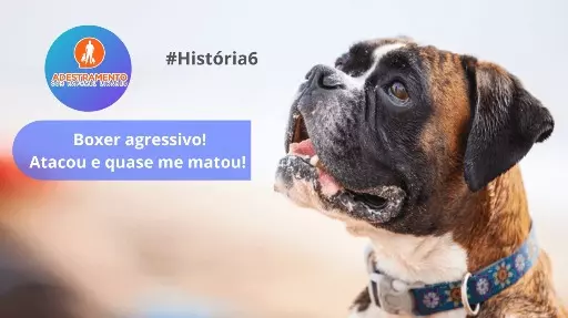 Boxer agressivo! Atacou e quase me matou!
