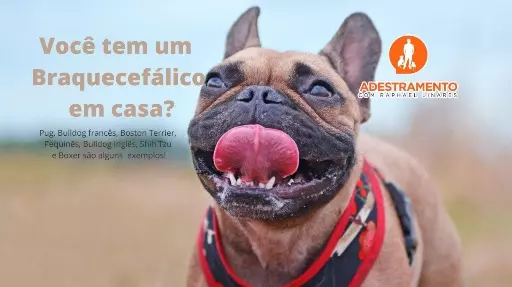 Você tem um Braquecefálico em casa?