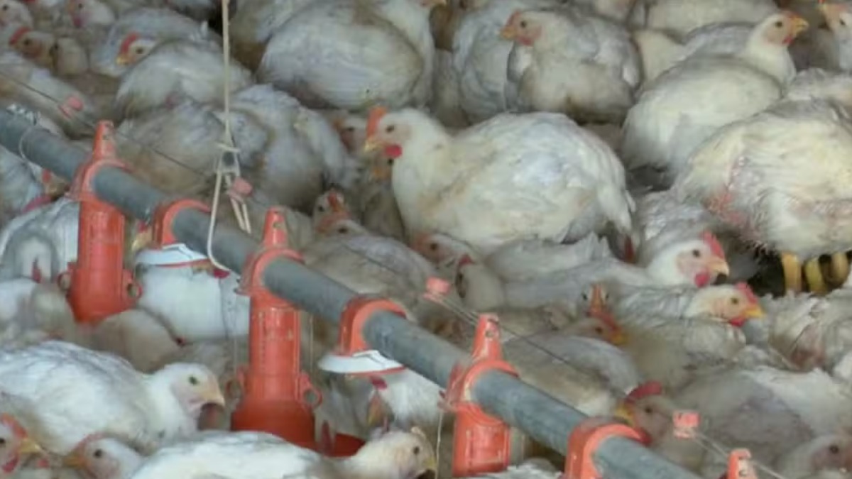 Granja no Rio Grande do Sul passa por desinfecção após crise de gripe aviária