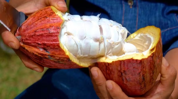 Produtora aposta no cacau em Campinas e resgata origens na roça