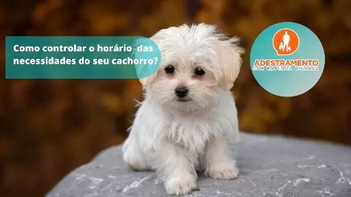 Como controlar o horário das necessidades do seu cachorro?