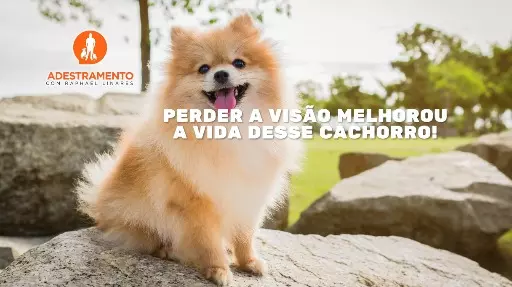Perder a visão melhorou a vida desse cachorro!