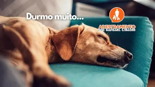 Cães que dormem muito, normal?