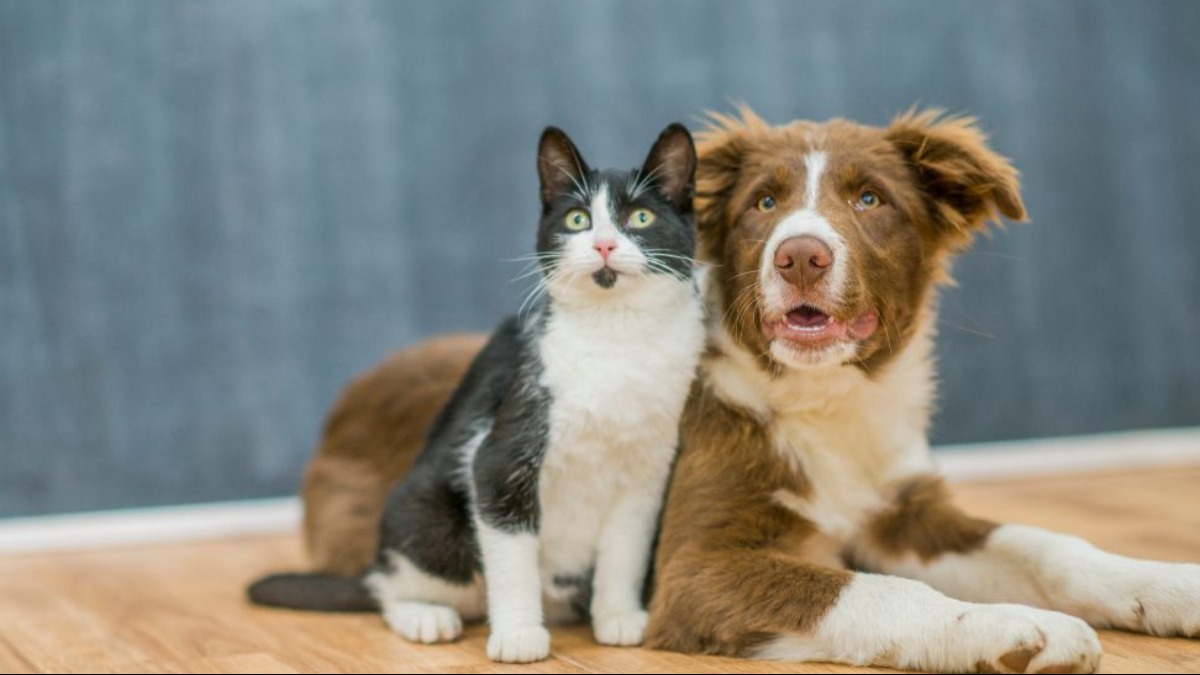 Prefeitura de Ribeirão Preto promove feira de adoção de cães e gatos neste sábado (9)