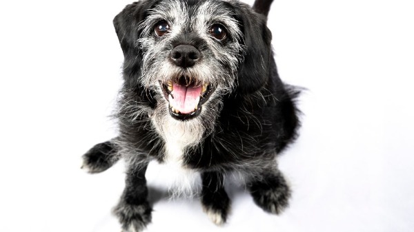 Leishmaniose, uma doença que também atinge os pets