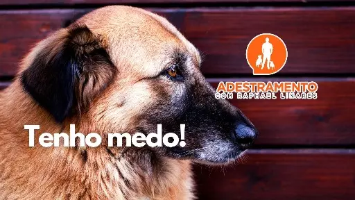 Seu cão é medroso? Qual a importância da sociabilização para ele?
