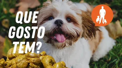 Seu Shih-tzu come cocô?