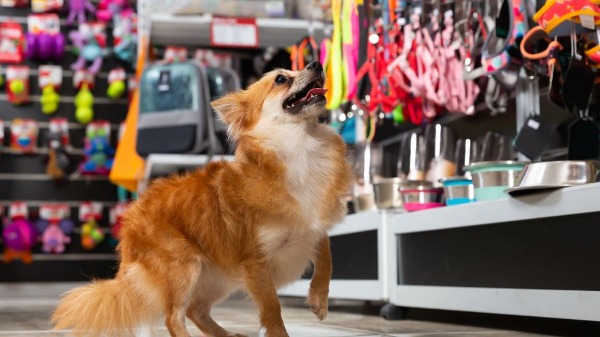 Setor de pets cresce e se amplia para diferentes oportunidades de negócios