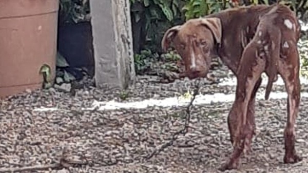 Cachorro Pitbull é resgatado em situação de maus-tratos em Itajubá (Foto: Divulgação/Guarda Municipal) - Foto: Foto: Divulgação/Guarda Municipal