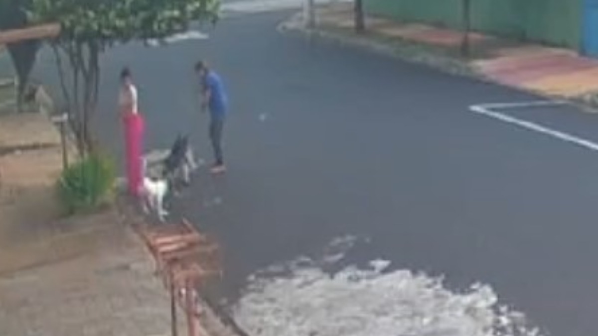 Cachorro precisa ser sacrificado após ser atacado por dois cães em Ribeirão Preto