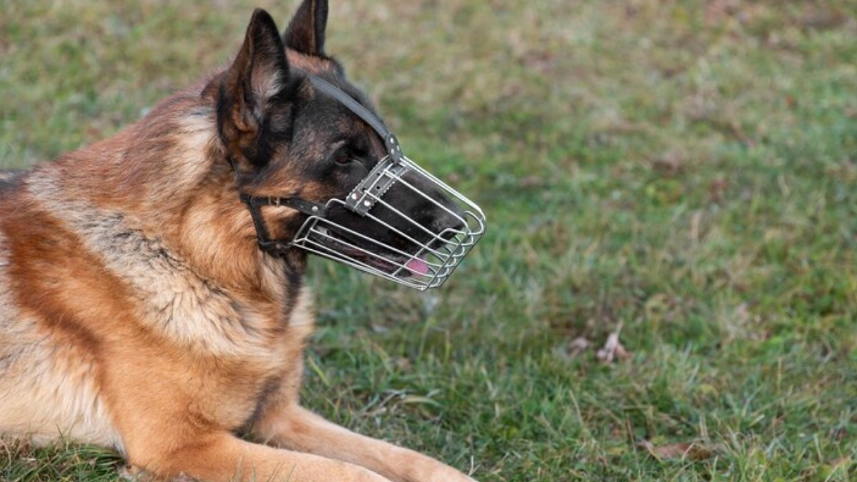 Como fica a responsabilidade do tutor em casos de ataques de cães?