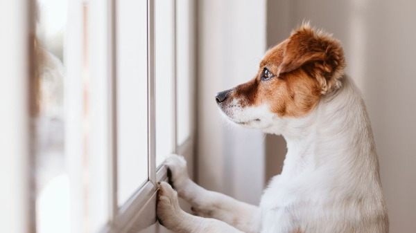 Como funciona a guarda de animais de estimação em casos como divórcio?