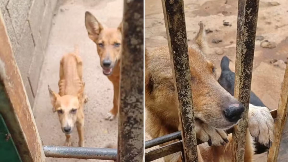 Homem é preso por maus-tratos a animais em Santo Antônio da Alegria