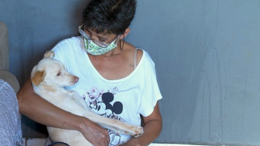 Cadela com paralisia ganha novo lar e pode voltar a andar com tratamento