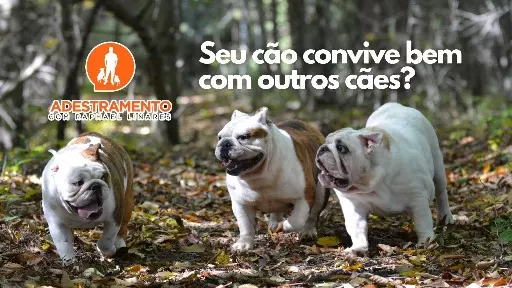 Cães juntos sem brigas!