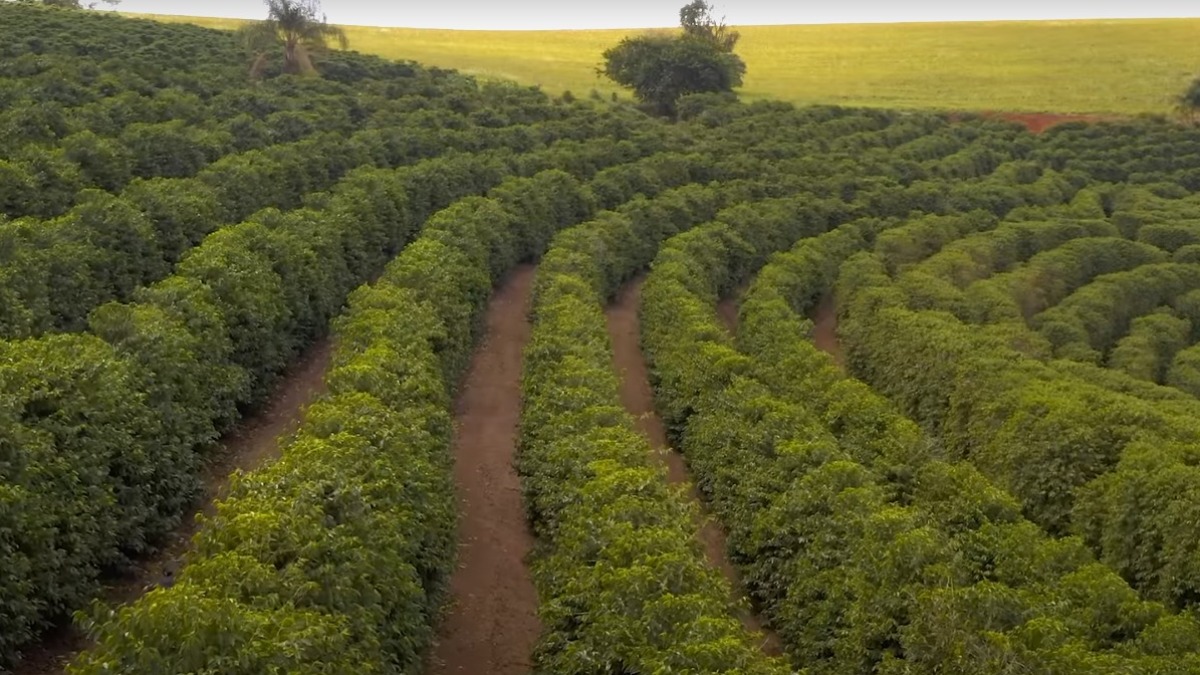 No Pé do Café: Veja as diferenças entre o café Conilon e o Arábica - tudoep