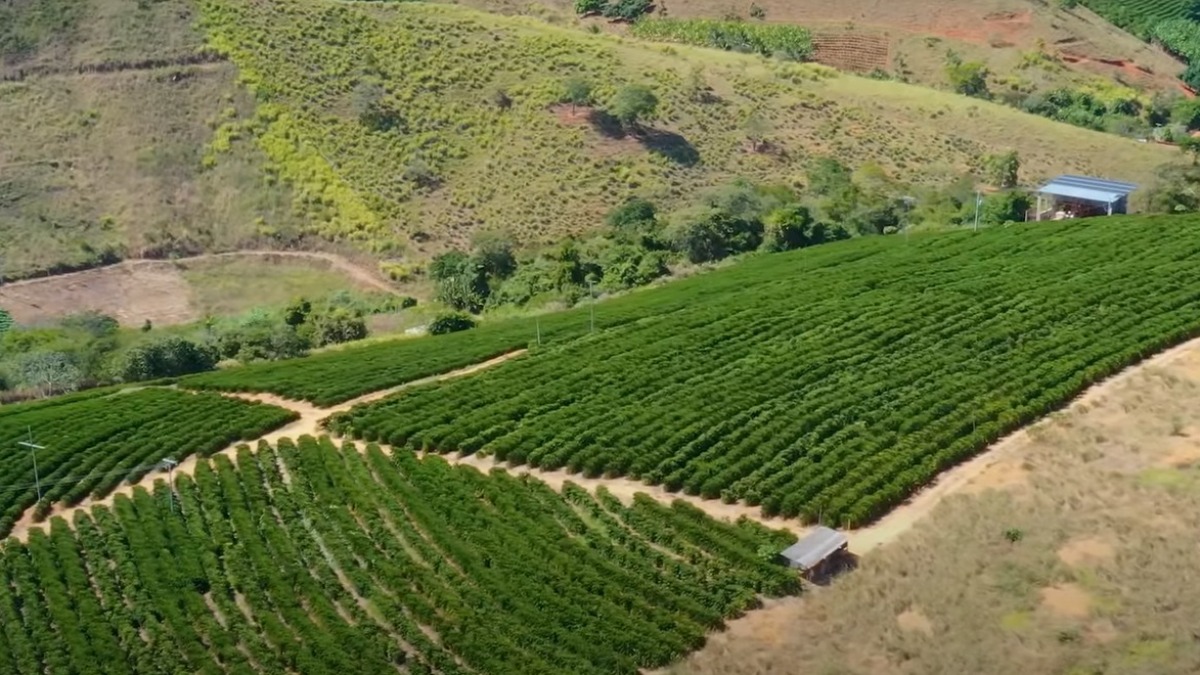 PRINCIPAIS DIFERENÇAS ENTRE O CAFÉ CONILON E O CAFÉ ARÁBICA 