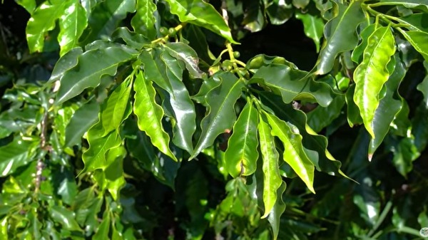 Zinco nas plantas - Foto: No Pé do Café