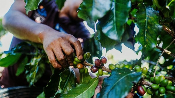 Como a produção de sorvetes e os cafés especiais nos ajudam a entender a química
