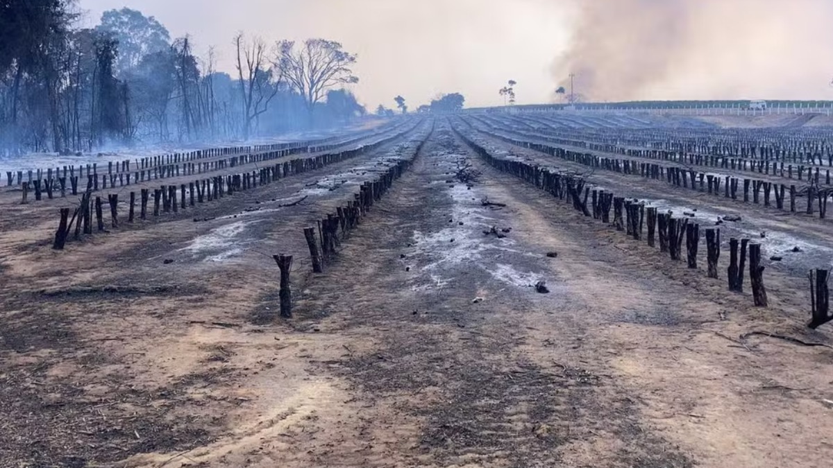 Incêndios destroem lavouras de café e causam prejuízos irreversíveis