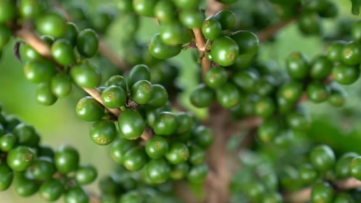 Lavouras de café passam por período de "queda de chumbinhos"