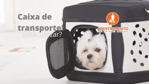 Saiba como utilizar a caixa de transporte para o seu cão!