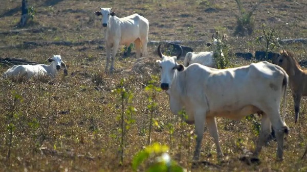Onda de calor afeta, negativamente, a agricultura e a pecuária