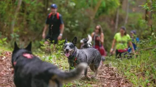 Projeto Caminho pro Interior faz caminhada com pets em Monte Alegre