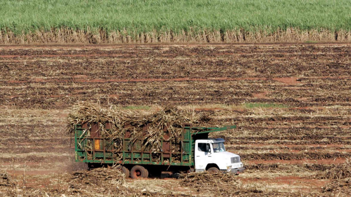 Você sabia que a região Sudeste é considerada a mais relevante na produção de cana-de-açúcar?