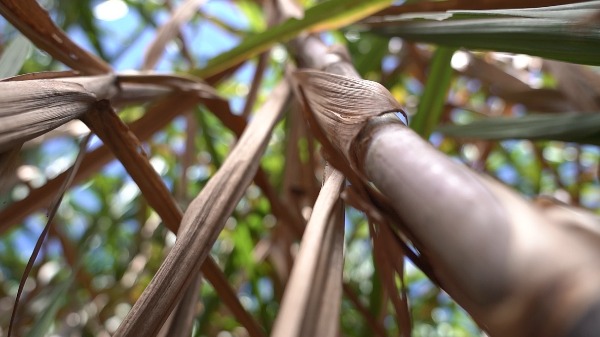 Setor da cana leva defesa dos biocombustíveis e da descarbonização à COP30