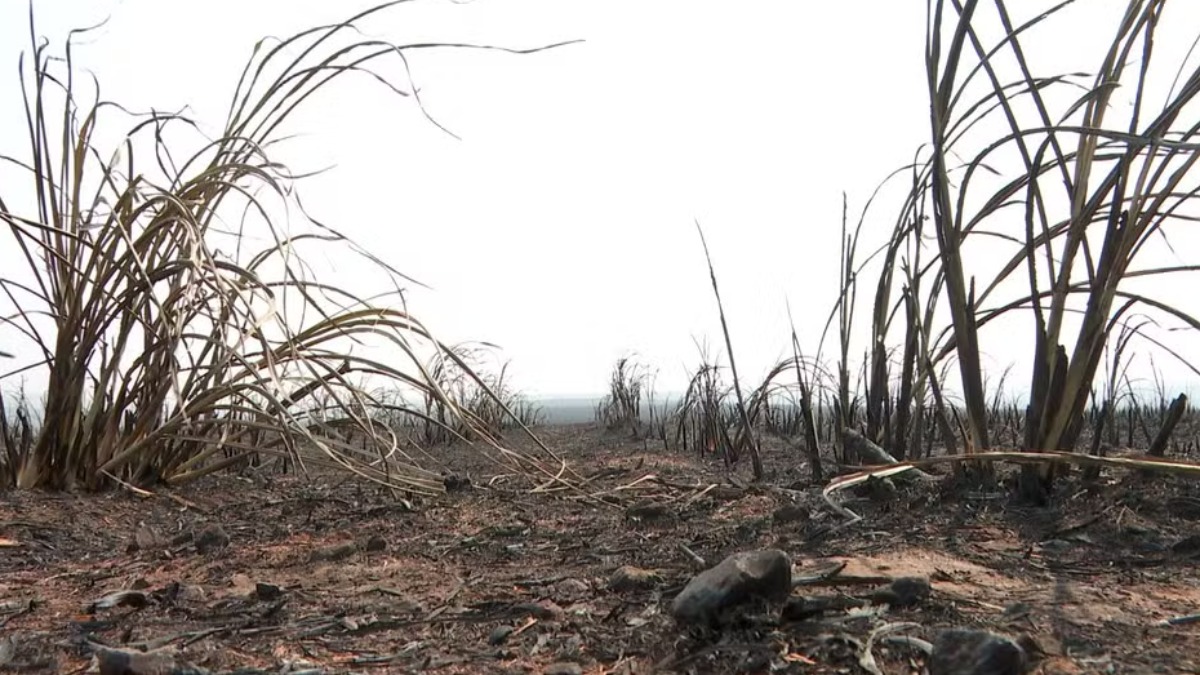 Focos de incêndios seguem ativos mesmo com volta das chuvas no Estado de São Paulo