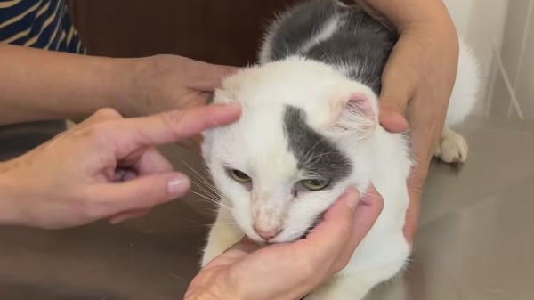 Mingau foi diagnosticado em 2023 com câncer de pele e já realizou cirurgia para a retirada do tumor. - Foto: TV TEM/Reprodução