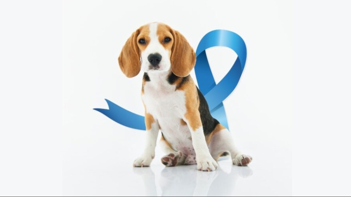 Você sabia que pets também podem desenvolver câncer de próstata?