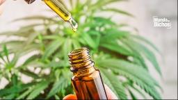 Conheça os benefícios do uso medicinal da cannabis em pets