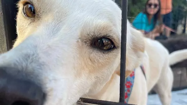 Ribeirão Preto recebe feira de adoção de cães e gatos neste sábado