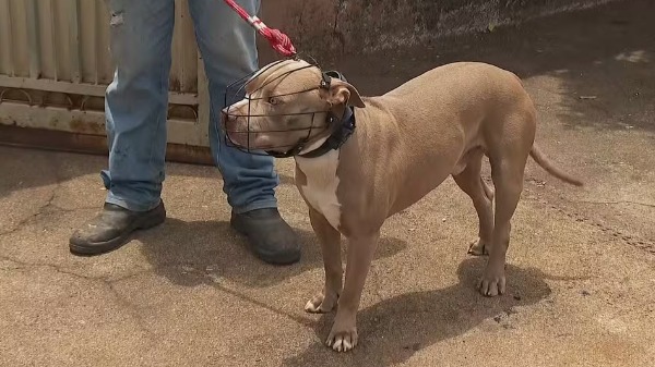 Campanha busca reforçar a importância da utilização de guia nos cães