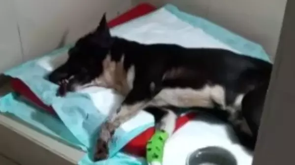 Casal de Ribeirão acusado de matar cachorro ganha liberdade provisória