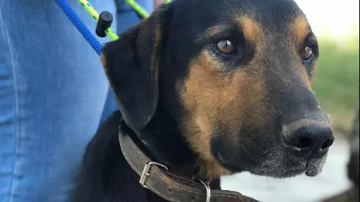 Homem é preso por manter cão sem água e comida