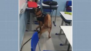 Capivari: cão farejador encontra maconha em mochila de aluno