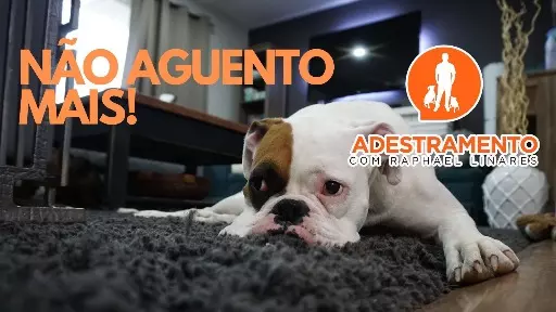 A rotina dos cães na quarentena