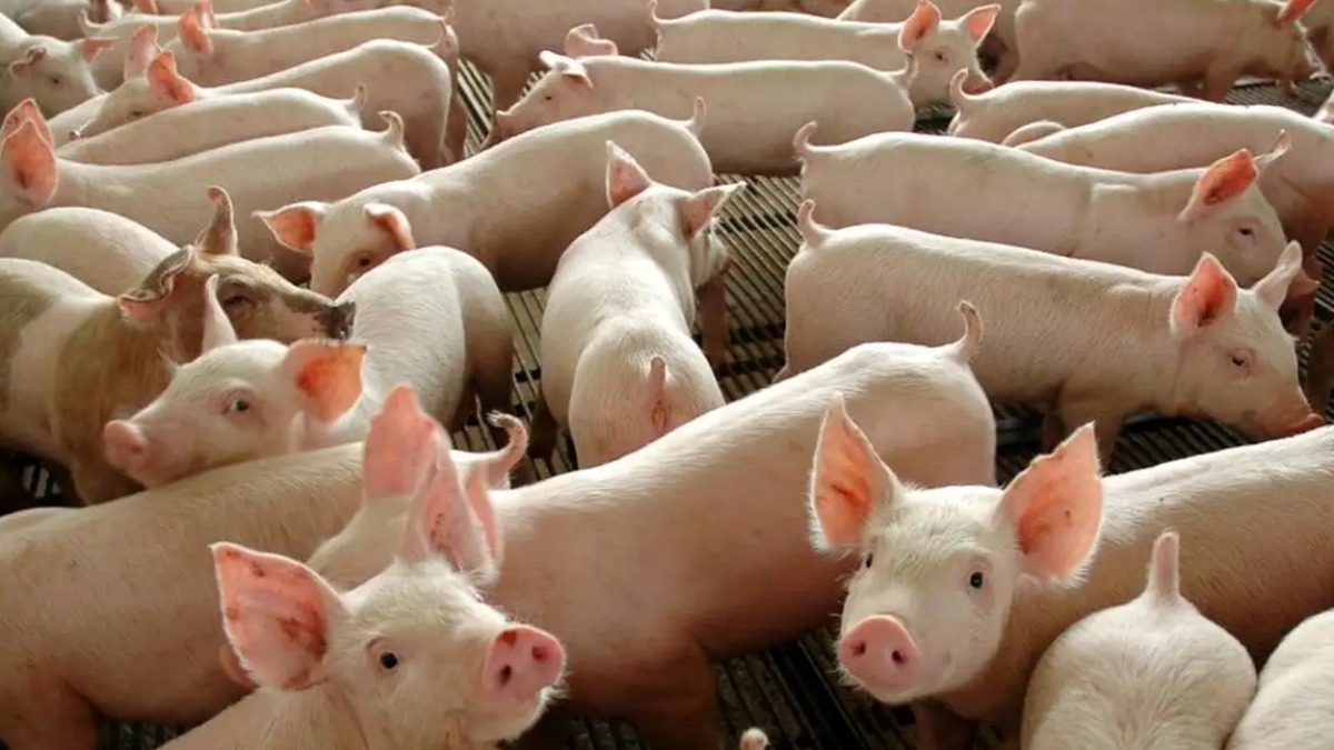 Exportação de carne suína dispara e aumenta preço para o consumidor