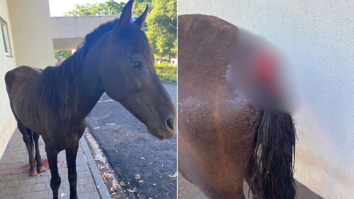 Cavalo é encontrado ferido na Zona Norte de Ribeirão Preto