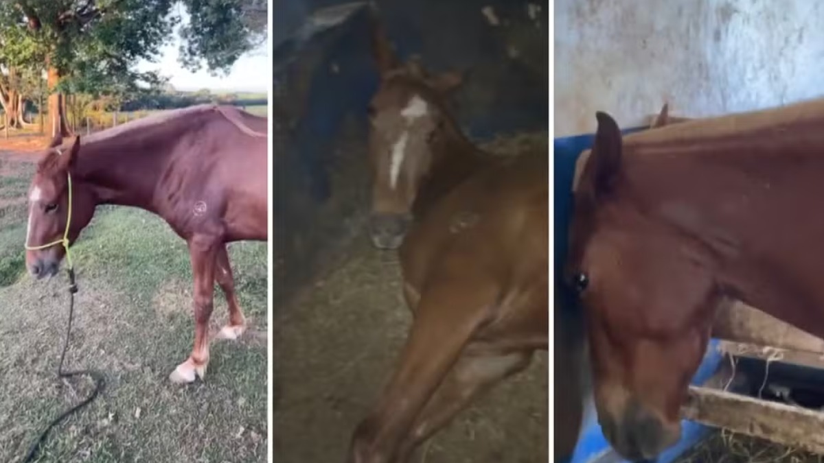 Cavalos morrem após ingerirem ração contaminada em São José da Bela Vista