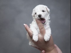 Canabidiol para cães