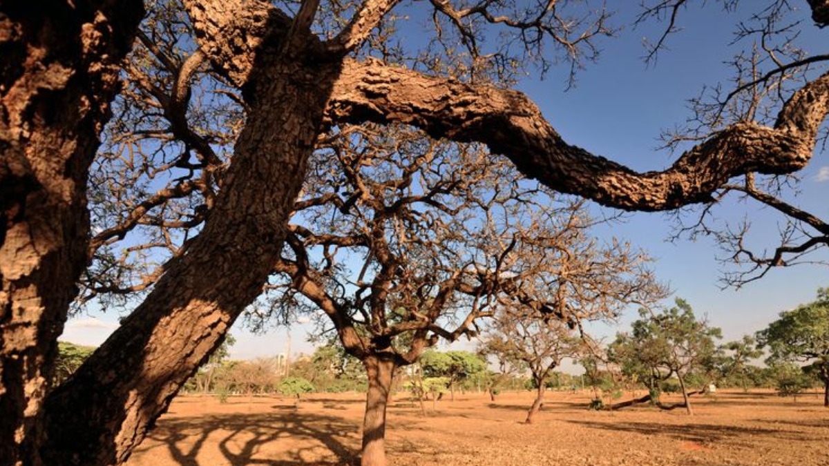 Você Sabia Que Nesta Segunda Feira 11 é Marcado O Dia Nacional Do Cerrado Bioma é O Segundo 3094